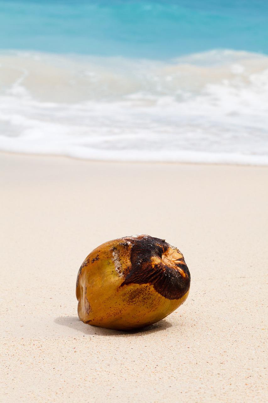 coconut, tropical, ocean-84538.jpg