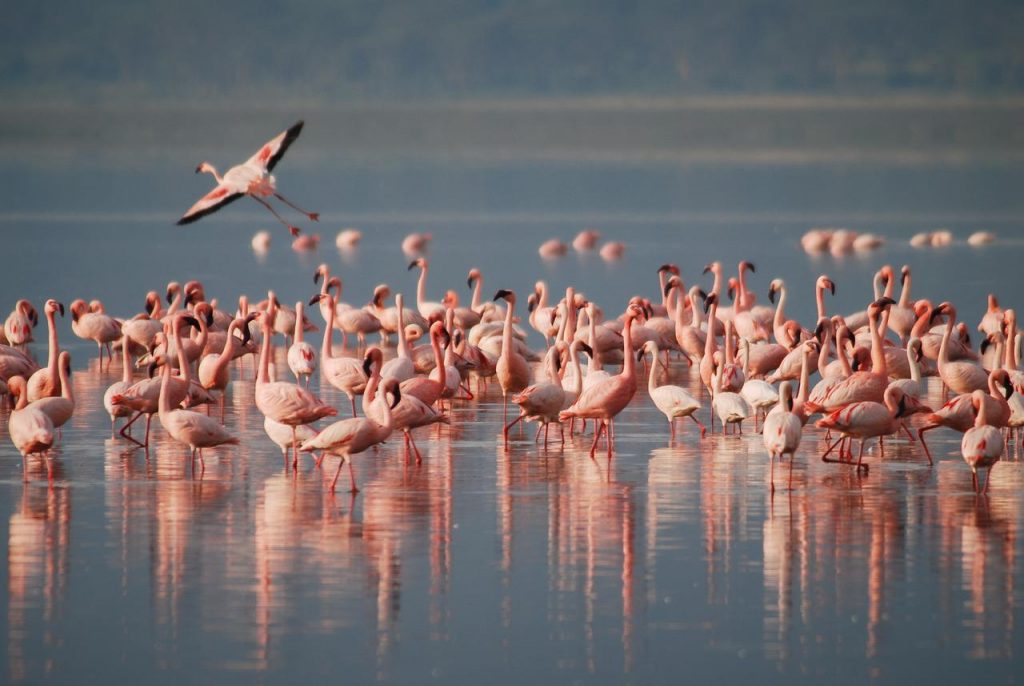 flamingos, africa, wildlife-1099071.jpg