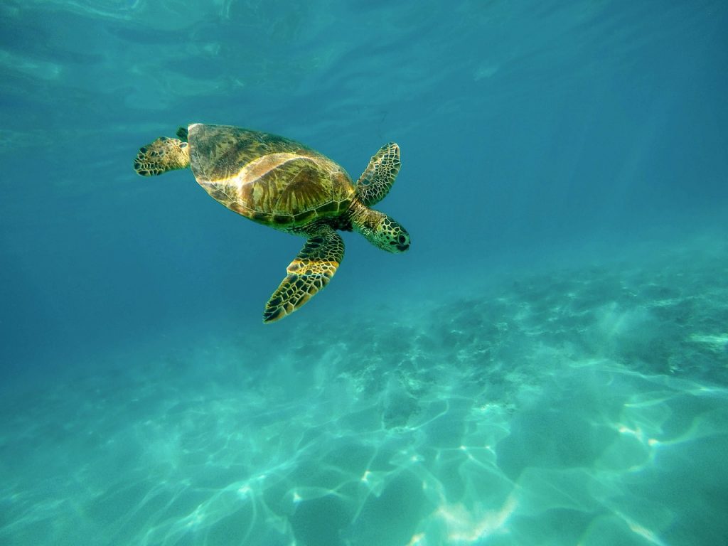 sea turtle, turtle, underwater-1851102.jpg